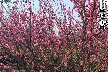 八重寒红梅花品种介绍