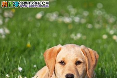 拉布拉多犬训练的十个科目