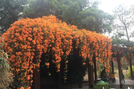 炮仗花多少平方种一棵