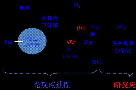 气孔关闭的原因