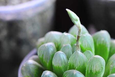 兰花雨露的介绍