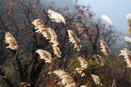 一岁一古榕什么诗