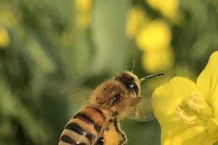 蜜蜂休息时间规定