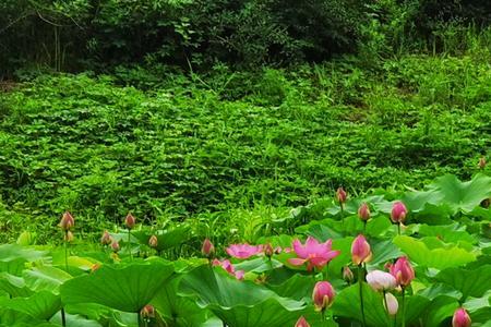 池塘里有荷花扩句