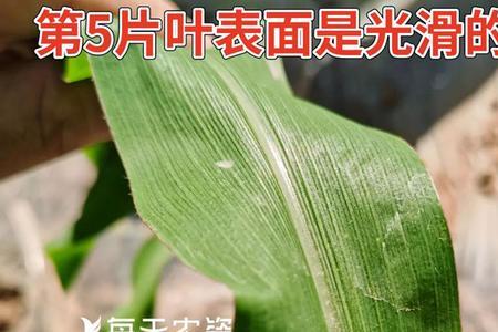 五光六毛玉米种植技术