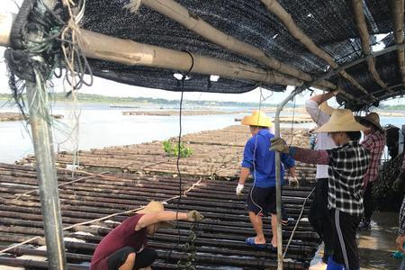 海里敲下来的生蚝可以养殖吗