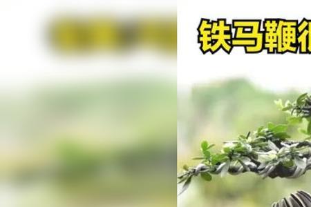 铁马鞭下山新芽枯萎是什么原因