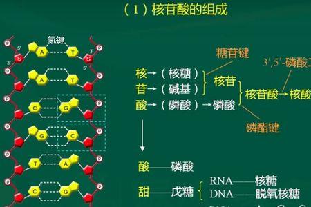 构成dna分子的戊糖是什么