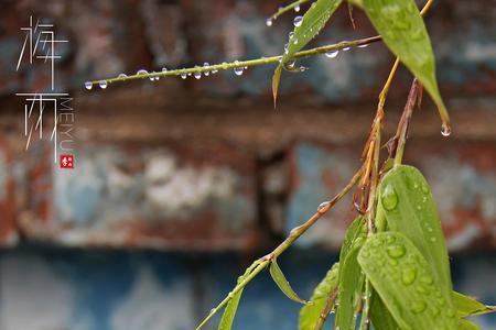 春雨和黄梅雨的区别