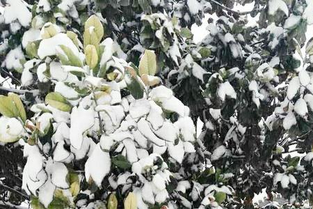 白雪镶红墙碎碎坠琼芳出处