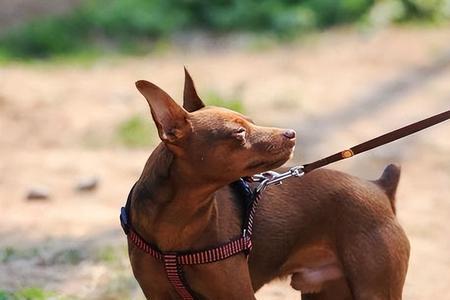 小鹿犬什么时候性成熟