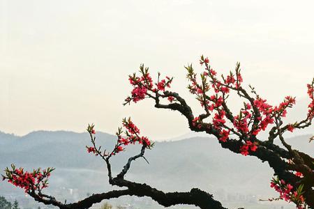 桃花山上桃花仙谁写的