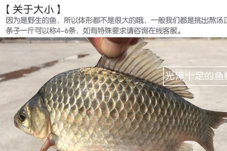 白鲫鱼是海水还是淡水