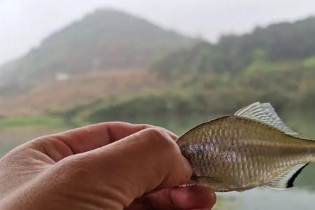 佛山有哪个自然水域还有鱼钓