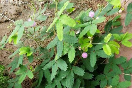 花含羞是什么意思