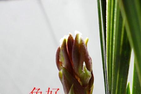 蕙兰花苞黑的发紫开什么花