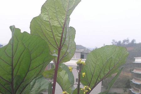 红菜苔盆栽要多大的盆