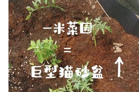 干净的猫砂盆能种花吗