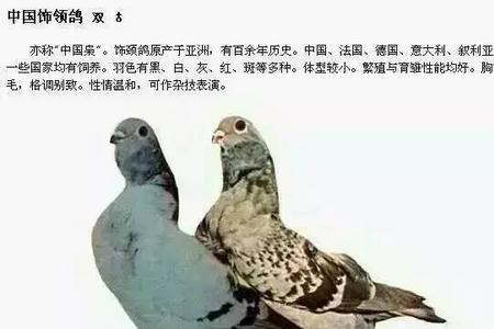 阿尔塞信鸽是什么品种