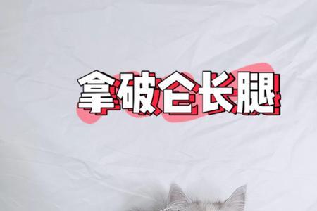 长腿猫咪的故事