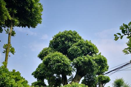 杨梅树定杆标准