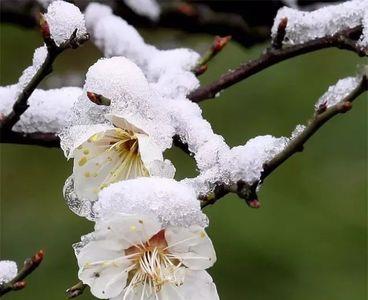 寒梅傲立雪中的意思