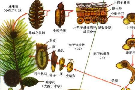 油菜属于裸子植物还是被子植物