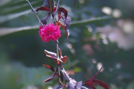 墙上一枝花是什么意思