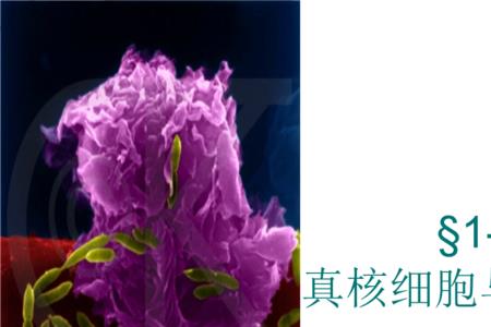 花是原核生物吗