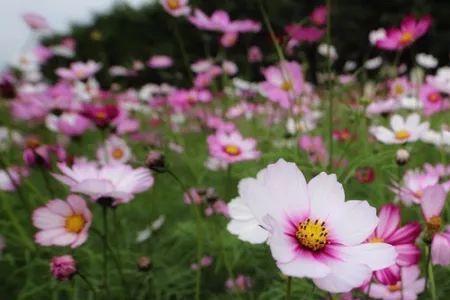 格桑花门票价格