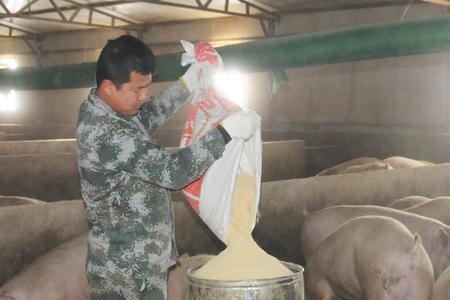 养猪用正大饲料怎么样