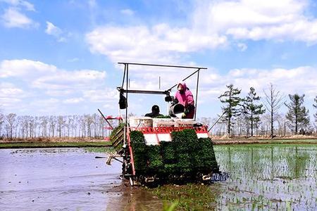 水田改旱田能种玉米产量怎么样