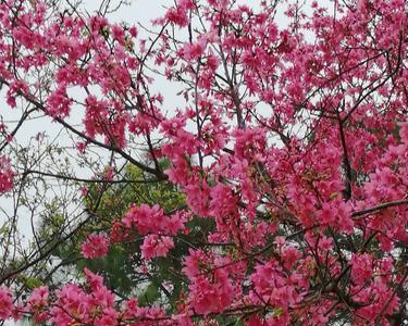 满山红花开满坡是什么歌