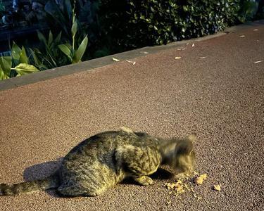 抓野猫回来养多久才能亲人