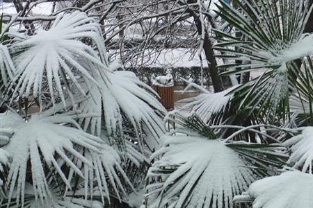 2月雪代表什么