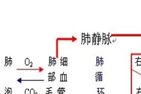 体循环的物质交换过程是怎样的