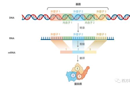 怎么把孩子dna录入国家dna库