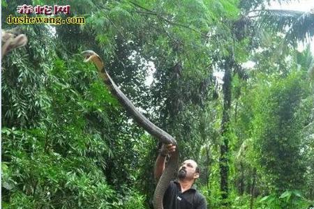 过山峰是哪一年列入保护动物的