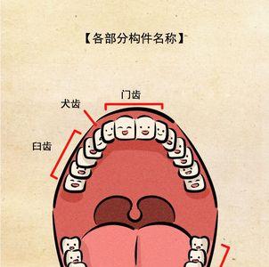 人的一颗大牙是整体一块吗