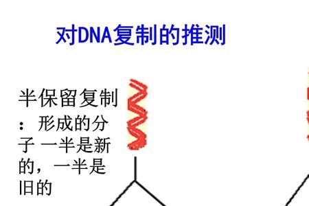 DNA概念的提出