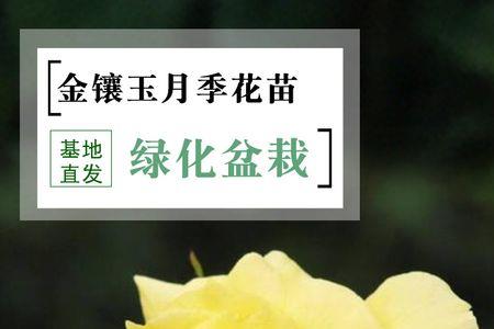 金香玉月季适合广东种植吗