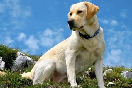 拉布拉多犬品种排名