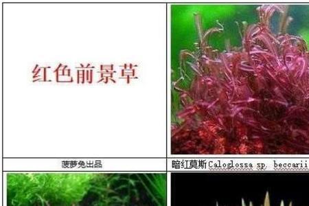 水草能不能接触不可食用色素