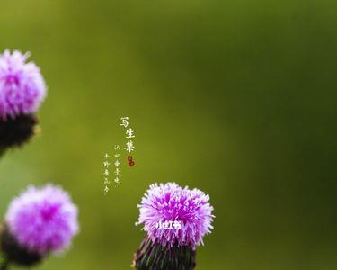 泥胡菜花语寓意