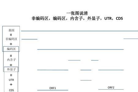 cds与外显子的区别