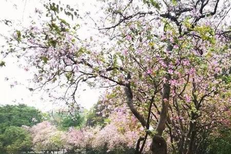 一树花雨的意思