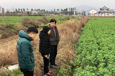 华油501油菜生长特性如何