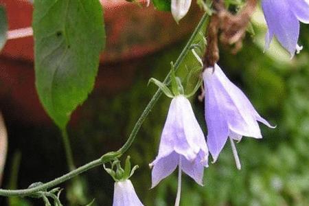 长柱沙参花语