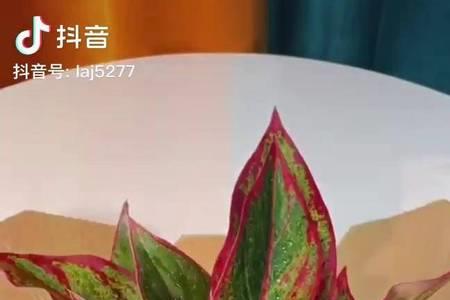 一品名和吉利红是一种吗