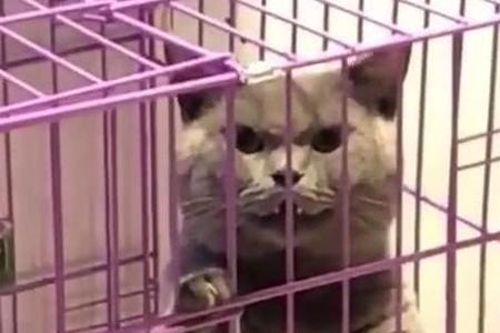 猫咪可以关笼子一个晚上惩罚么